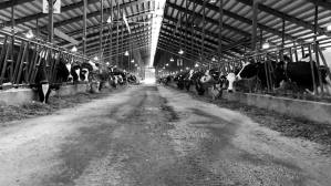 17389131_1412110055500005_7922993024956685612_o